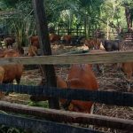 Dapat Bantuan 32 Ekor sapi, Poktan Noefefan Desa Oni Siap Kembangkan