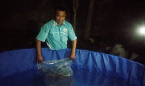 Dinas Perikanan Mulai Lakukan Penebaran Benih Ikan Lele Bagi 29 Kelompok di TTS