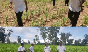 Bupati Epy Cek Langsung Lahan Jagung Desa, Kabag Ekonomi dan SDA Siap Lakukan Pendataan