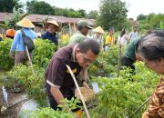 Hadiri Panen Perdana Cabai di SMAN 1 Kupang Timur, Gubernur Melki : Ini Harus Jadi Contoh Untuk Sekolah Lain