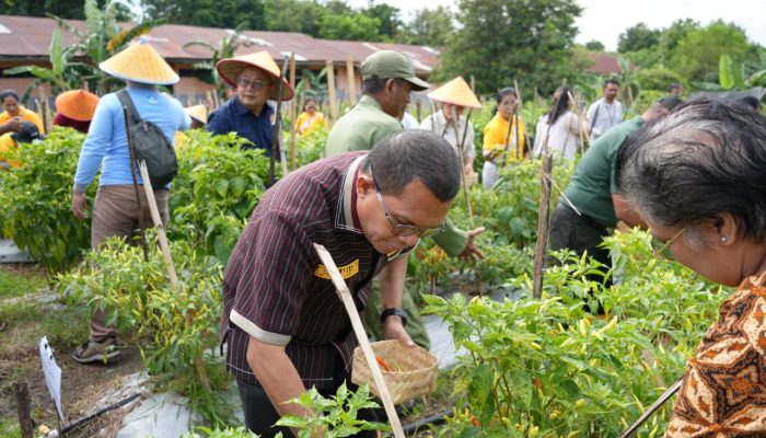 Hadiri Panen Perdana Cabai di SMAN 1 Kupang Timur, Gubernur Melki : Ini Harus Jadi Contoh Untuk Sekolah Lain